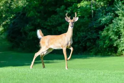deer in backyard in Fanwood NJ