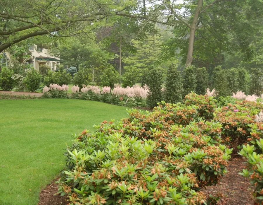 Lush green lawn with flowering shrubs and trees in a landscaped garden.