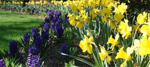 Trees, Shrubs & Beds
