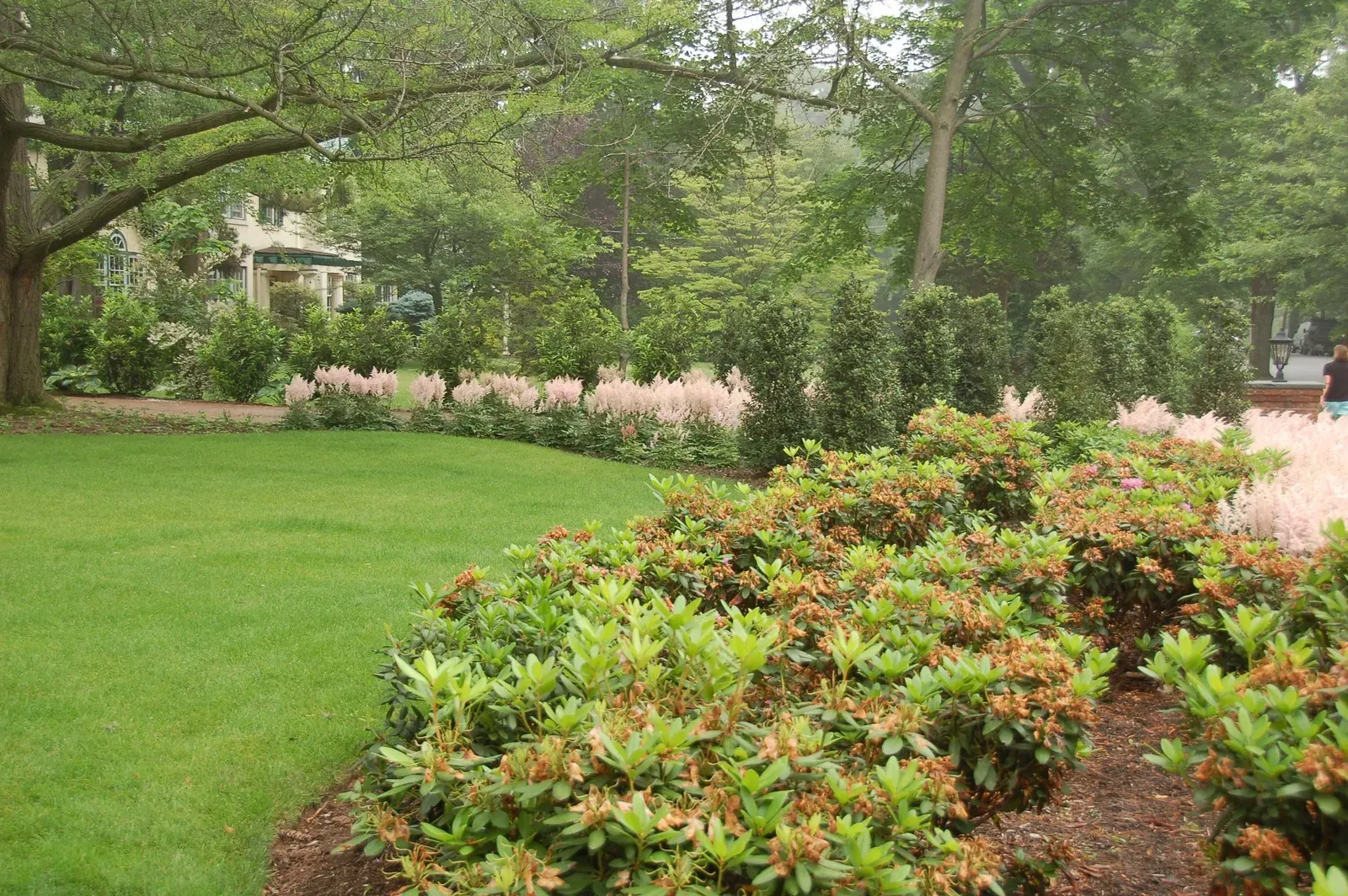 Close-up of native low-maintenance plants for New Jersey gardens