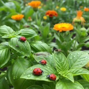 healthy-garden-with-natpest-control-measures-and-beneficial-insects
